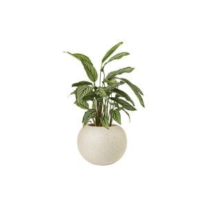 Aglaonema Queen (Demo)